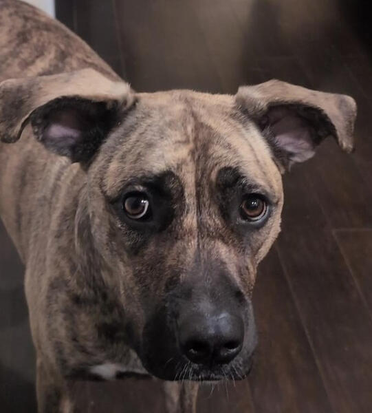 Oskala Picture of Oskala, a mixed bread brindled dog with floppy ears, staring attentively.